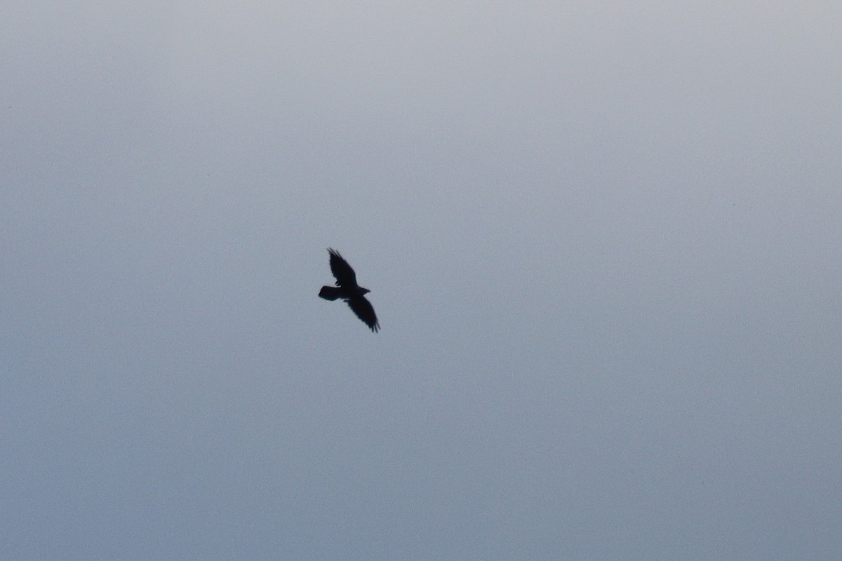 Common Raven - ML649109088