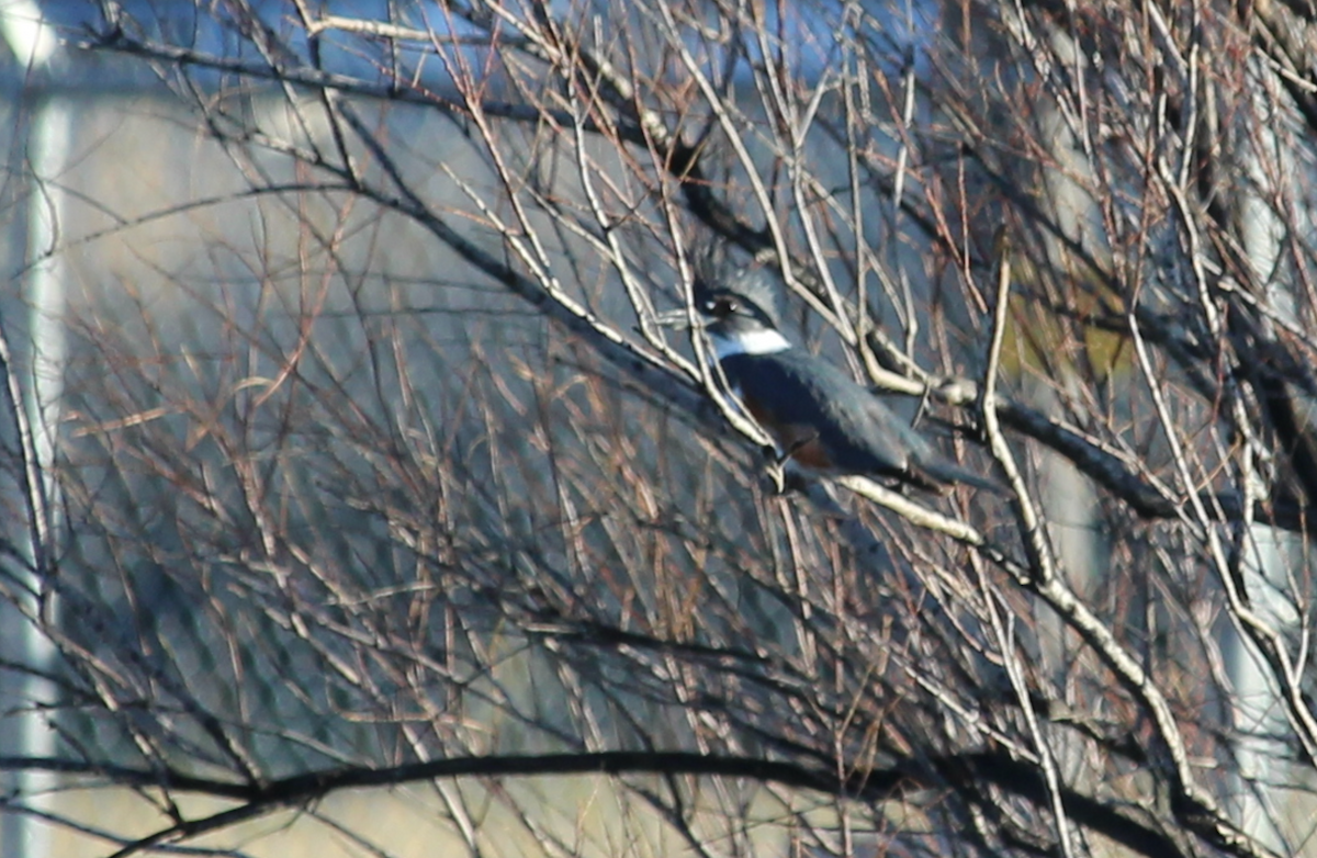 rybařík pruhoprsý - ML649109113