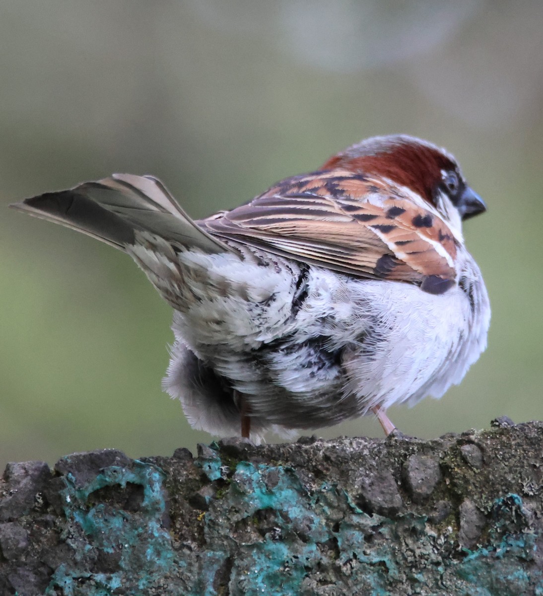 House Sparrow - ML649109279