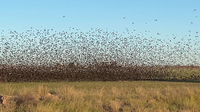 Yellow-headed Blackbird - ML649109293