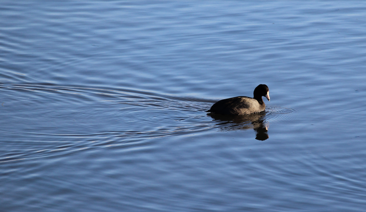 lyska americká - ML649109325