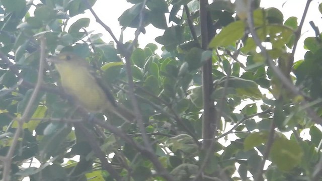vireo sp. - ML649109375