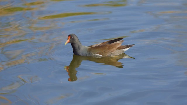 סופית אמריקנית - ML649109444