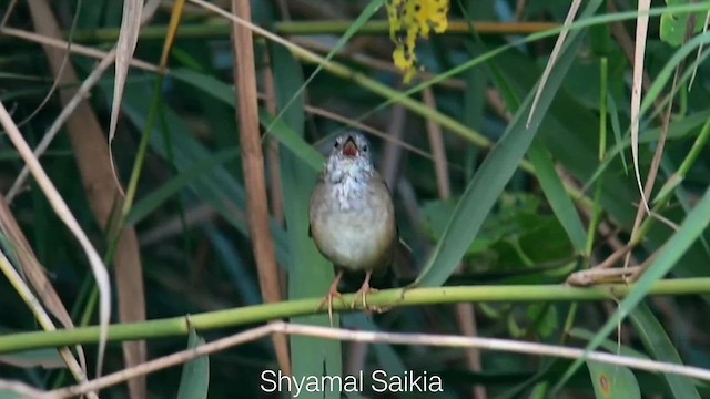 West Himalayan Bush Warbler - ML649109557