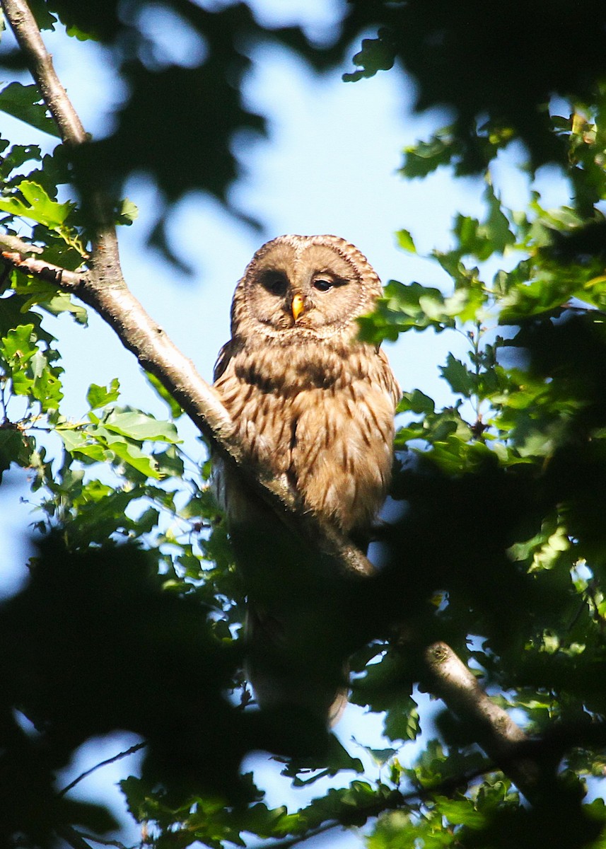 puštík bělavý - ML649109791