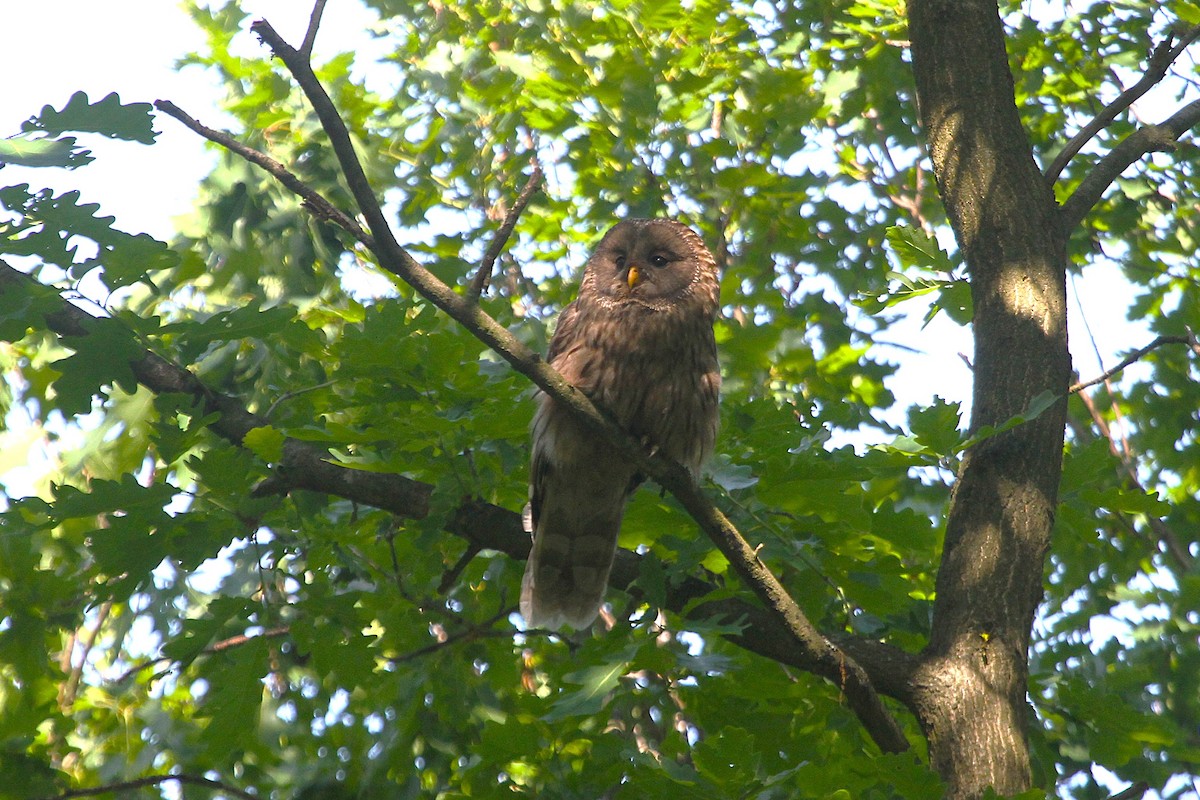 puštík bělavý - ML649109792