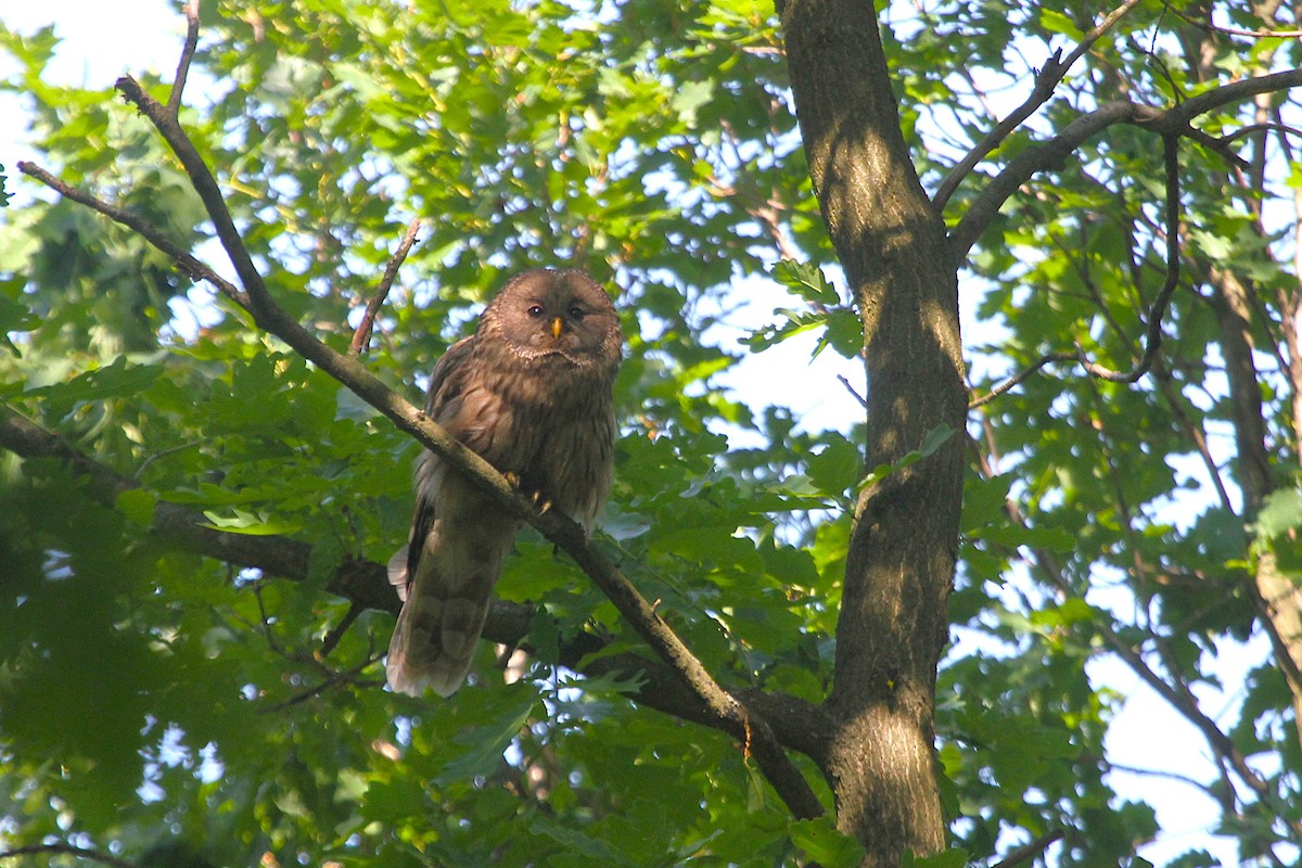 puštík bělavý - ML649109793