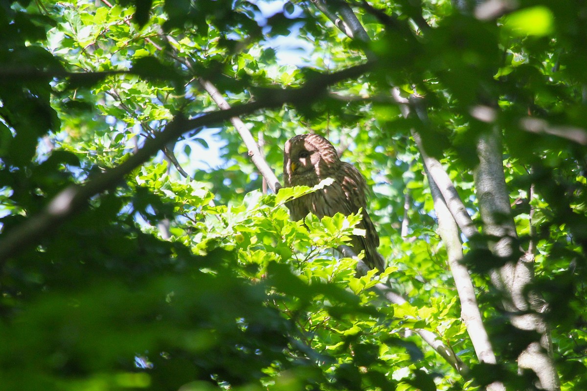 puštík bělavý - ML649109794