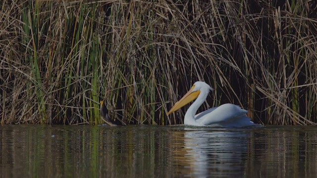 שקנאי אמריקני - ML649109863