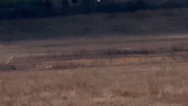 Short-eared Owl - ML649109967