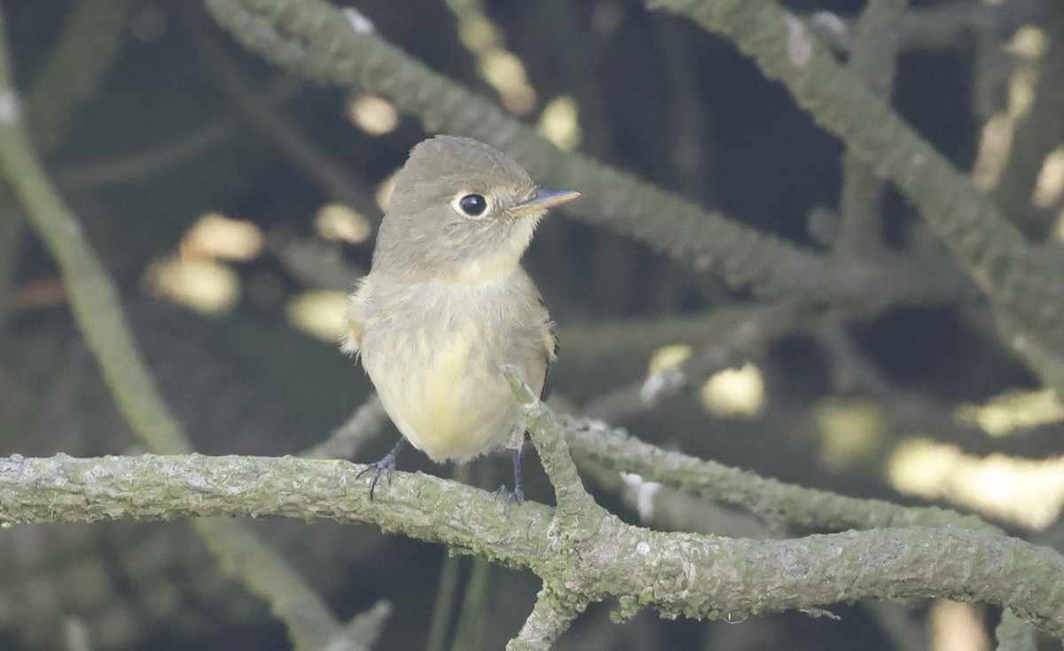 tyranovec žlutobřichý - ML649111059