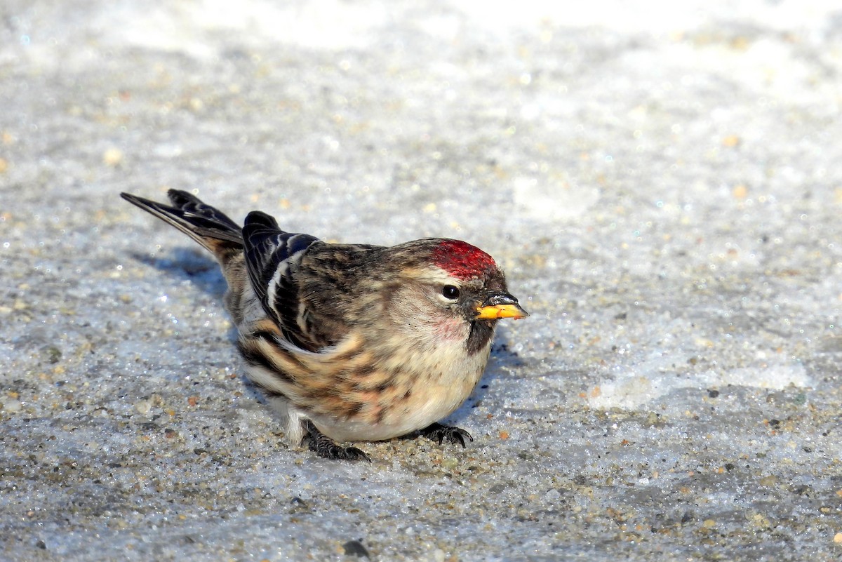 Чечётка - ML649111181