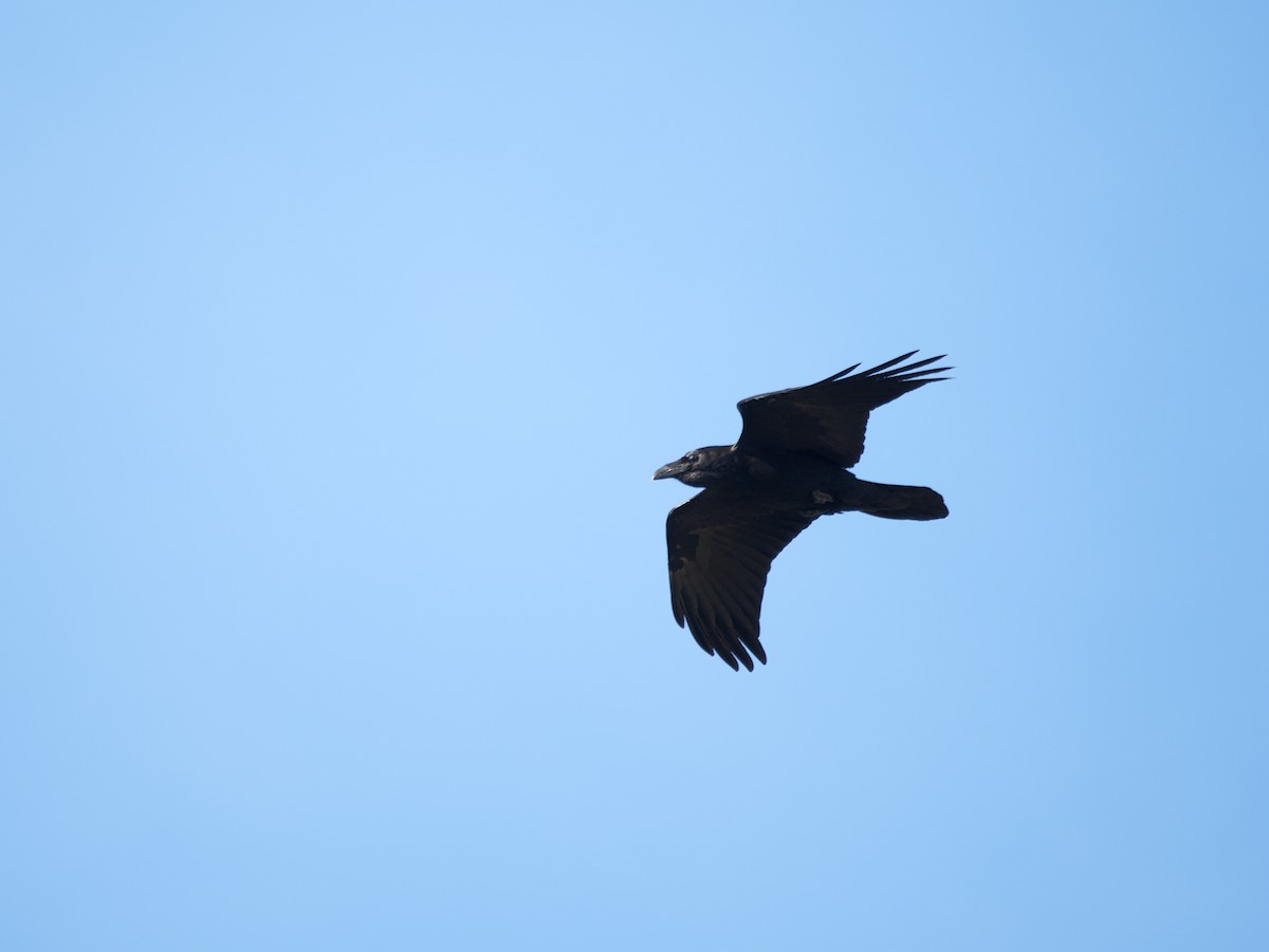 Common Raven - ML649111596