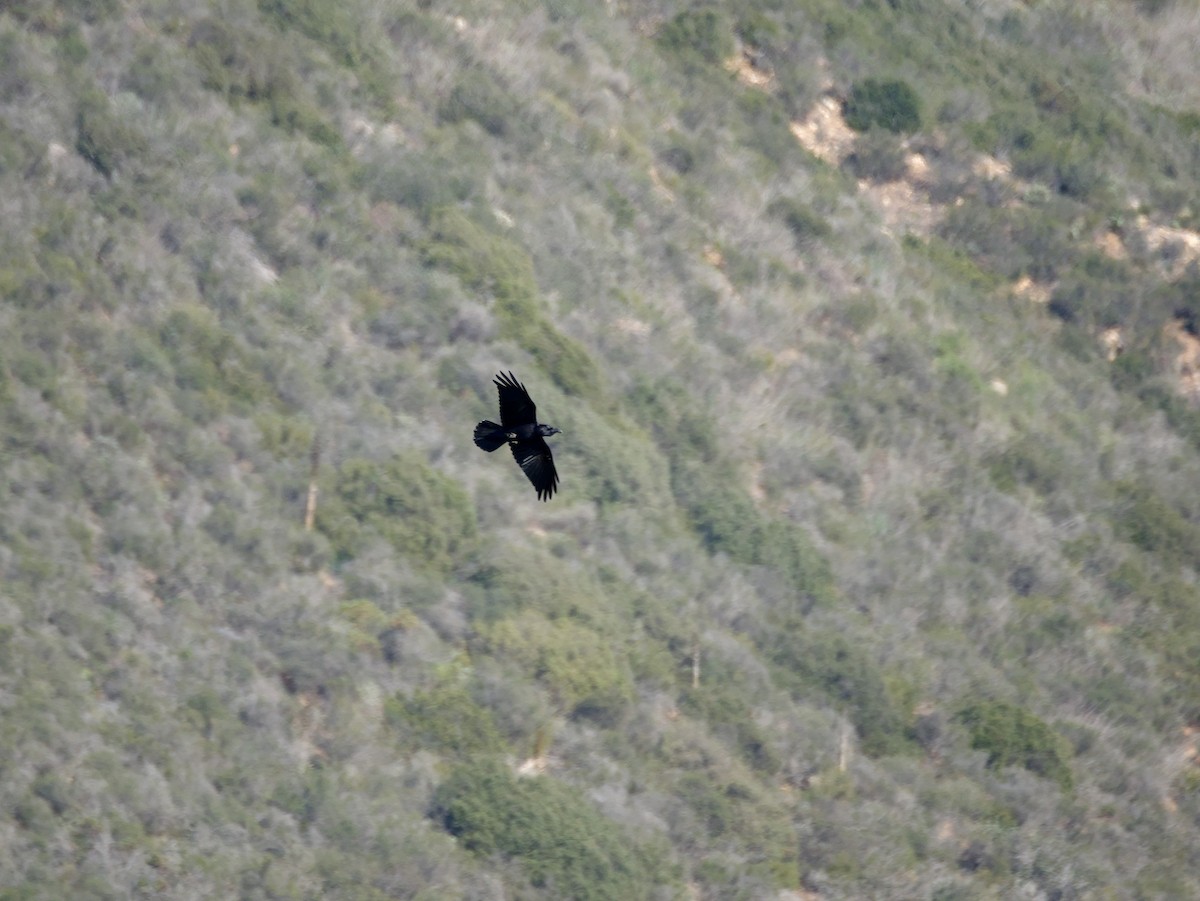 Common Raven - ML649111597