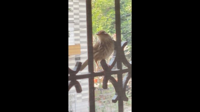 Puff-throated Babbler - ML649111771