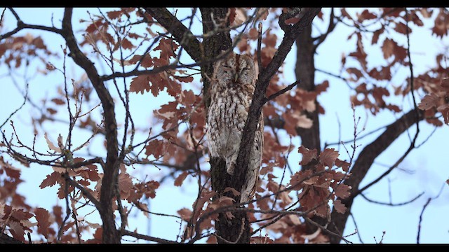 לילית מצויה - ML649111865