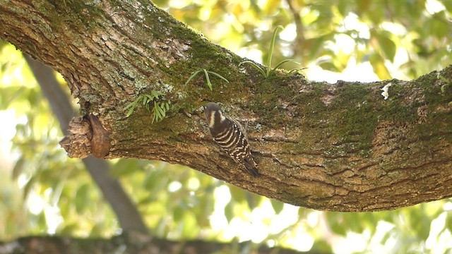Japanese Pygmy Woodpecker - ML649111903