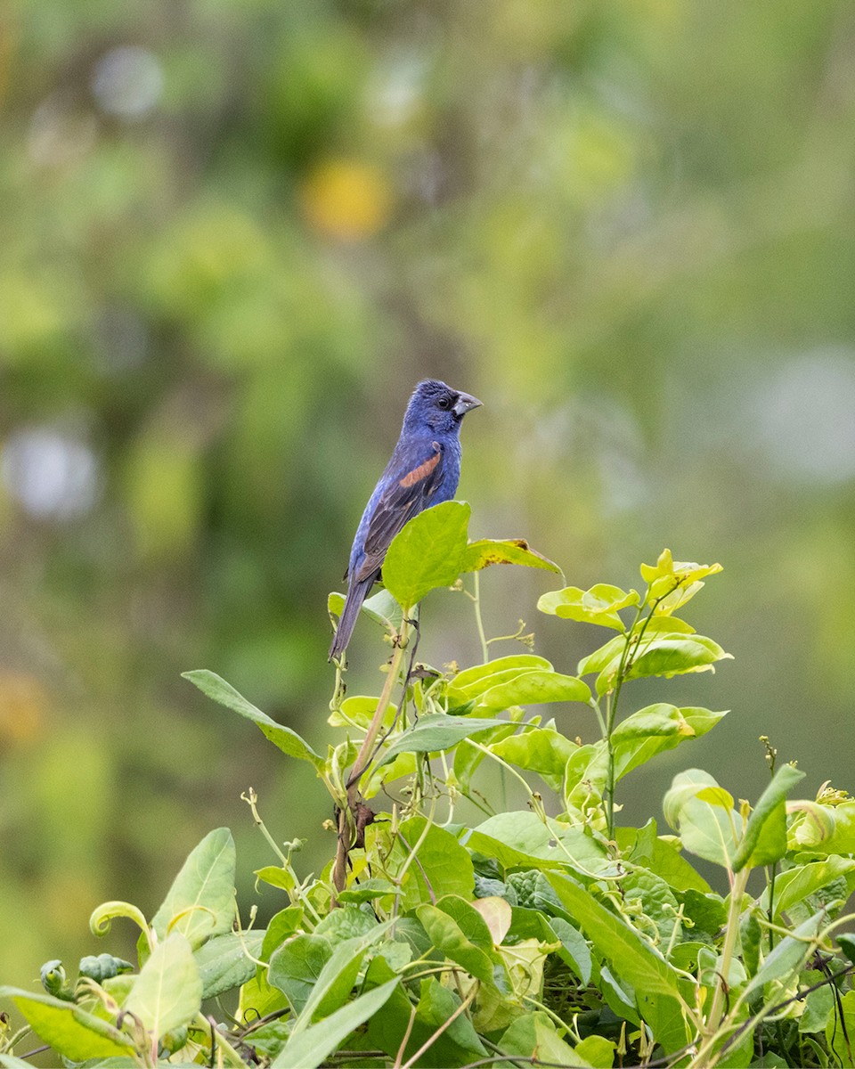 Blue Grosbeak - ML649112024
