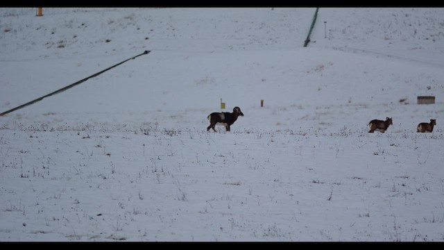 בעלי חיים - ML649112094