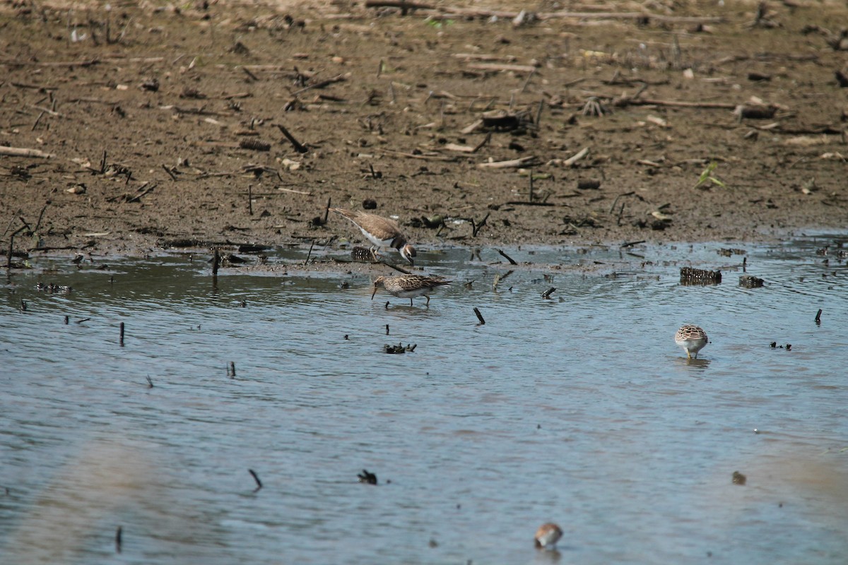 Pectoral Sandpiper - ML64911231