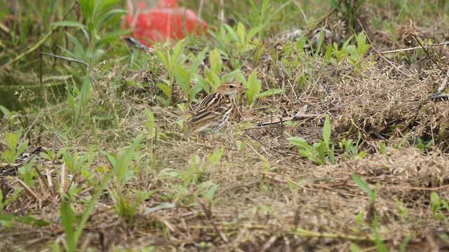 פפיון טונדרה - ML649112712