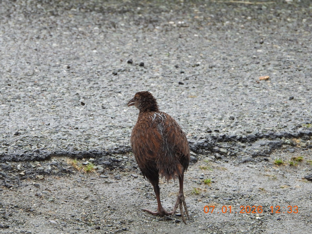 Weka - ML649112878