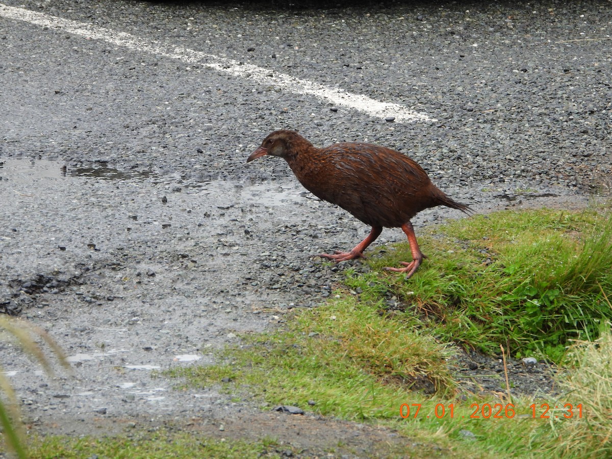 Weka - ML649112879
