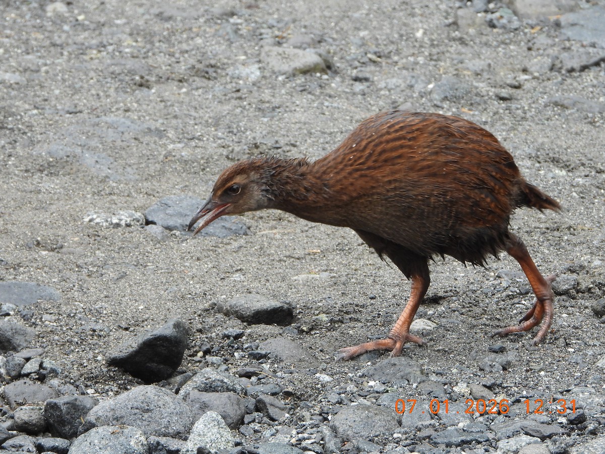 Weka - ML649112881