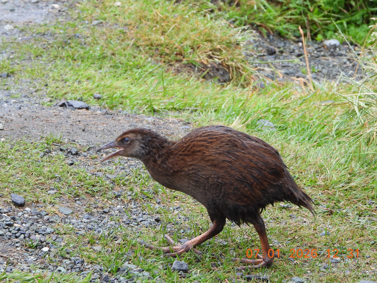 Weka - ML649112885