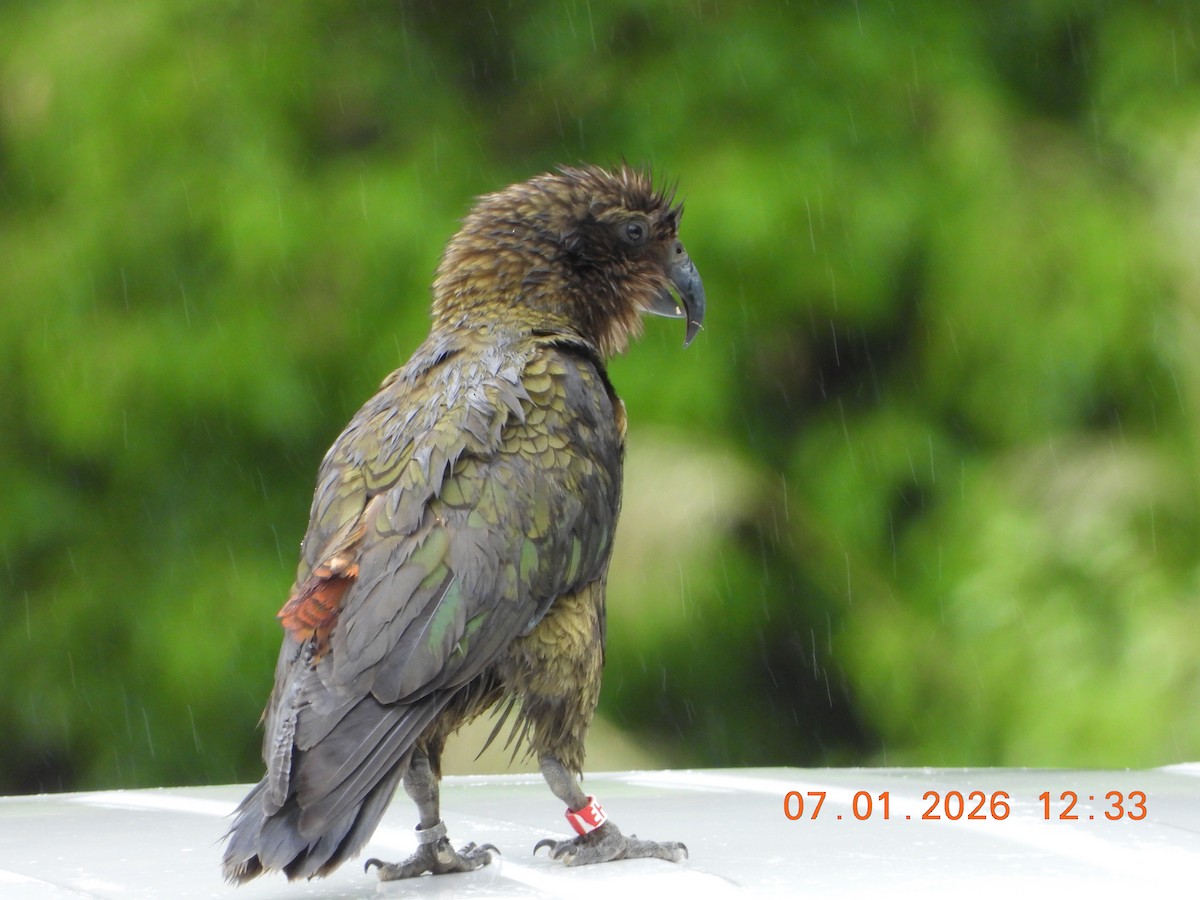 Kea - ML649112896