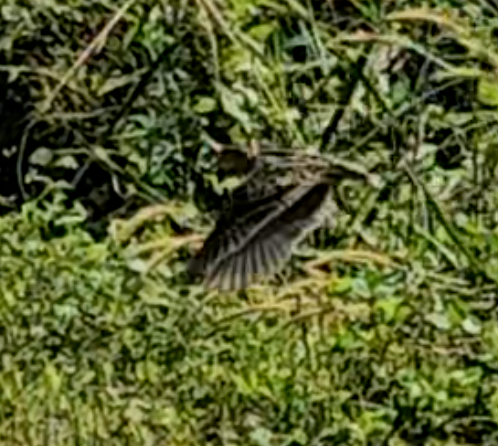 Gallinago, unbestimmt - ML649113231