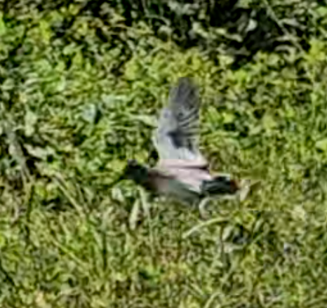 snipe sp. - Joey Mangcupang