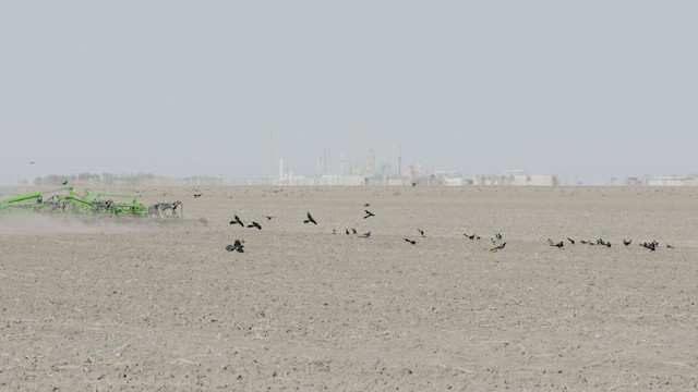 Great-tailed Grackle - ML649113245