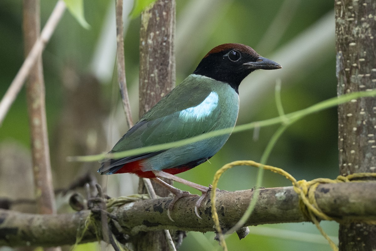 Nicobar Hooded Pitta - ML649113284