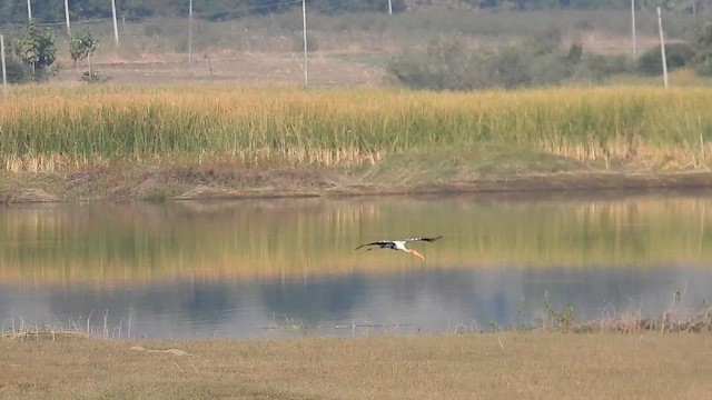 Painted Stork - ML649113587