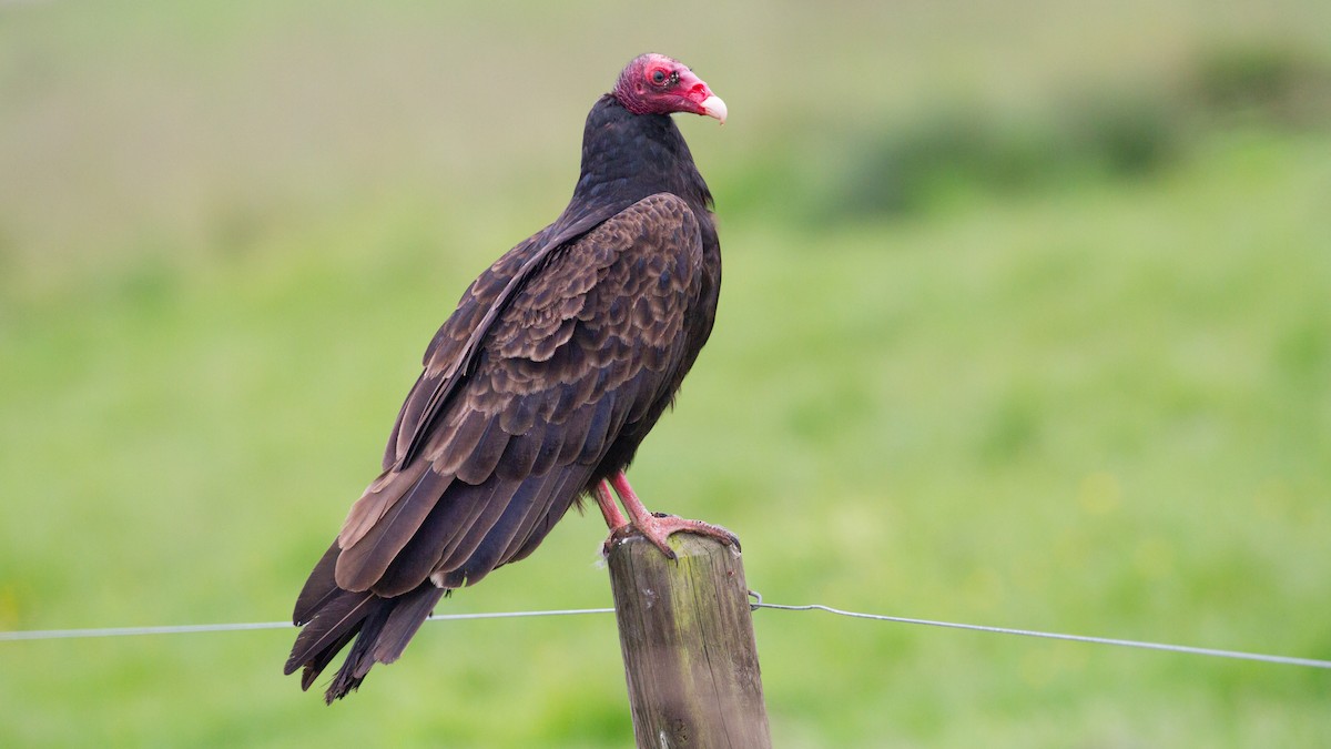 Truthahngeier - ML649113802