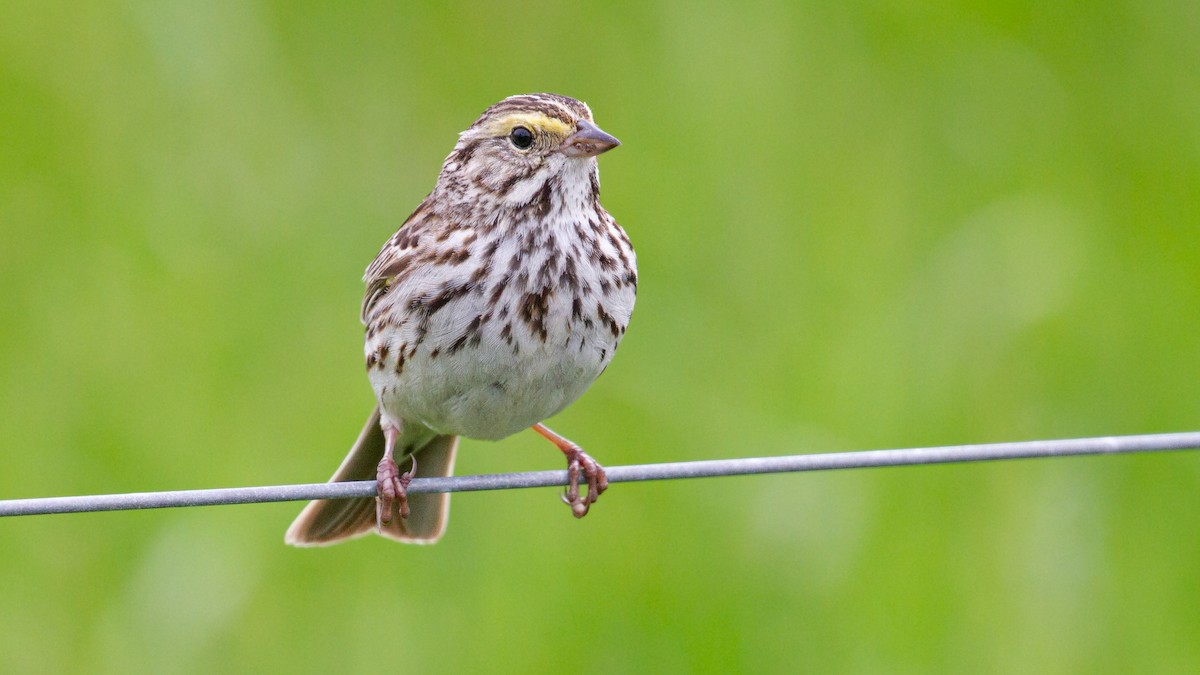 Grasammer - ML649113816