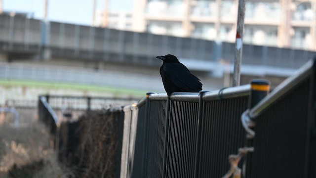 Carrion Crow - ML649114025