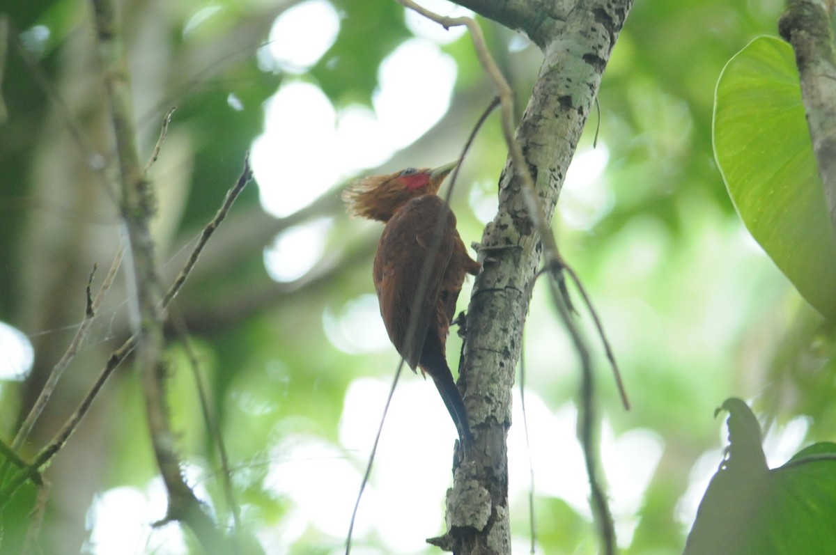 Chestnut-colored Woodpecker - ML649114032