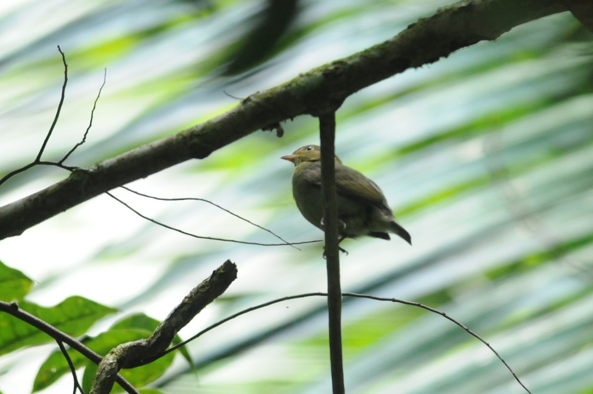 Red-capped Manakin - ML649114079
