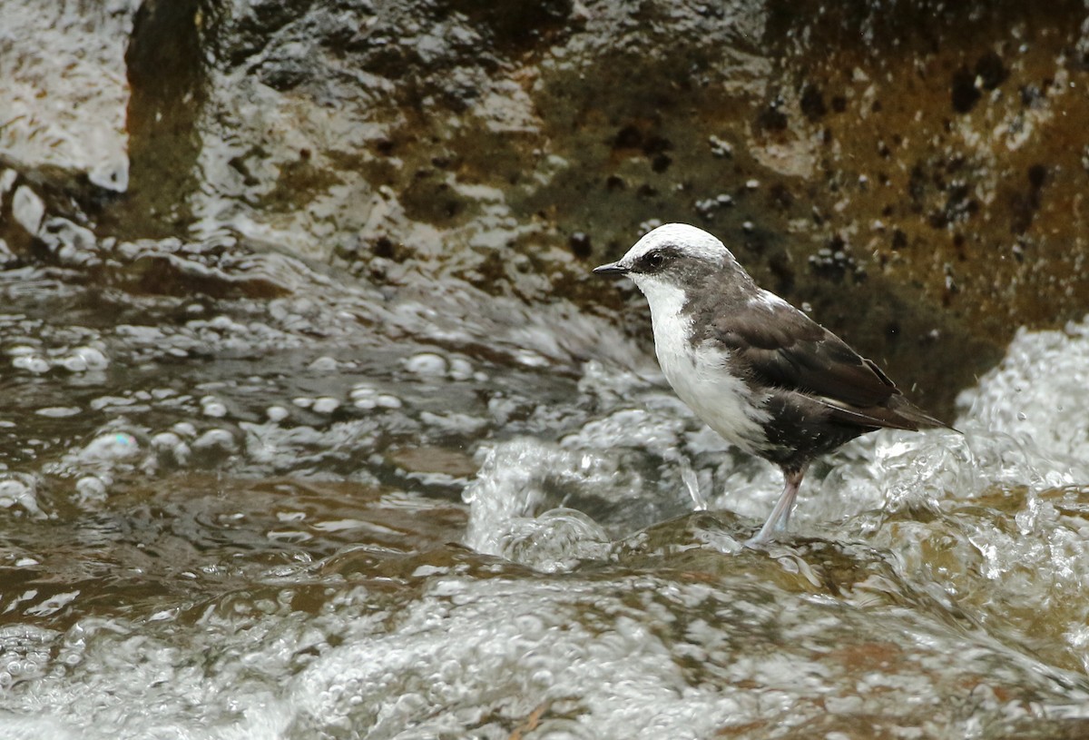 White-capped Dipper - ML64911411