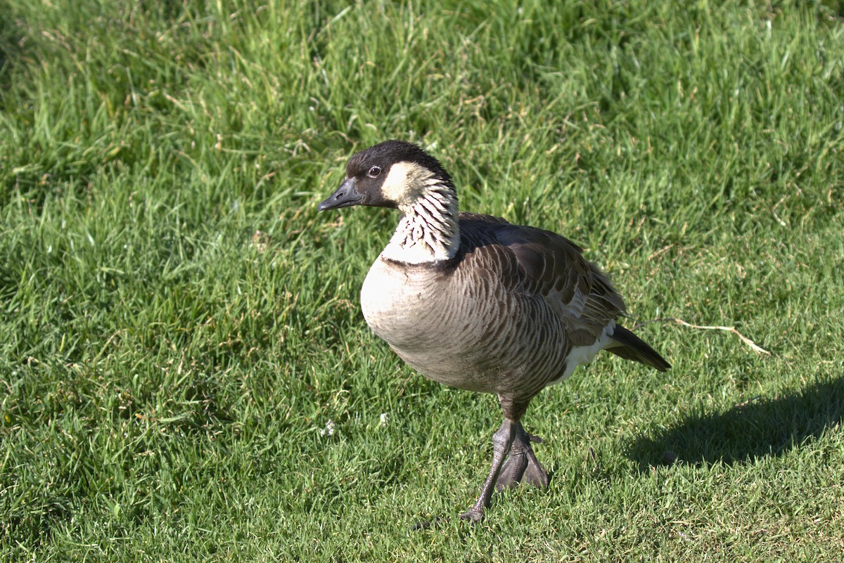 Hawaiian Goose - ML649114478