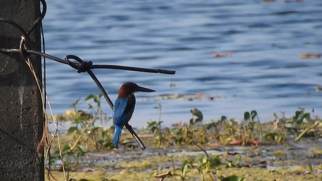 שלדג לבן-חזה - ML649114577