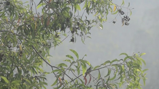 בולבול אדום-שת - ML649114671