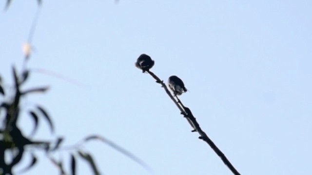 Ashy Woodswallow - ML649114680