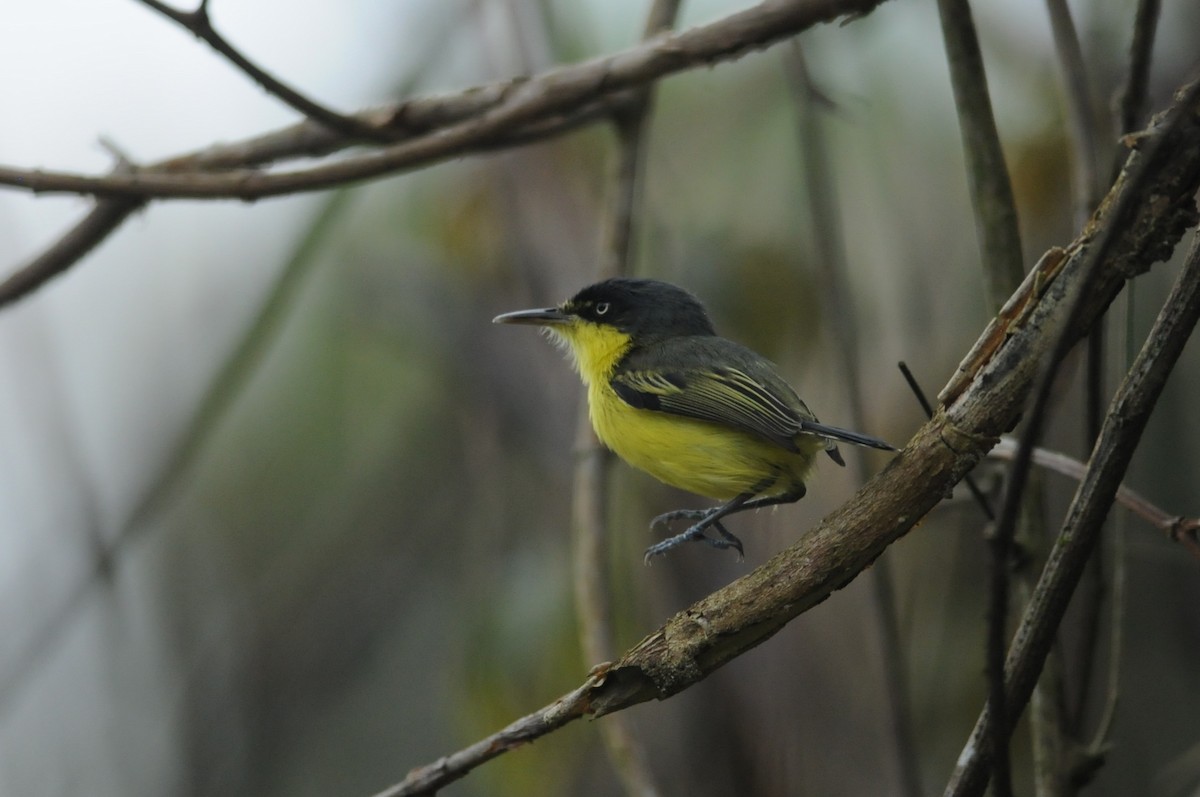 Common Tody-Flycatcher - ML649114748