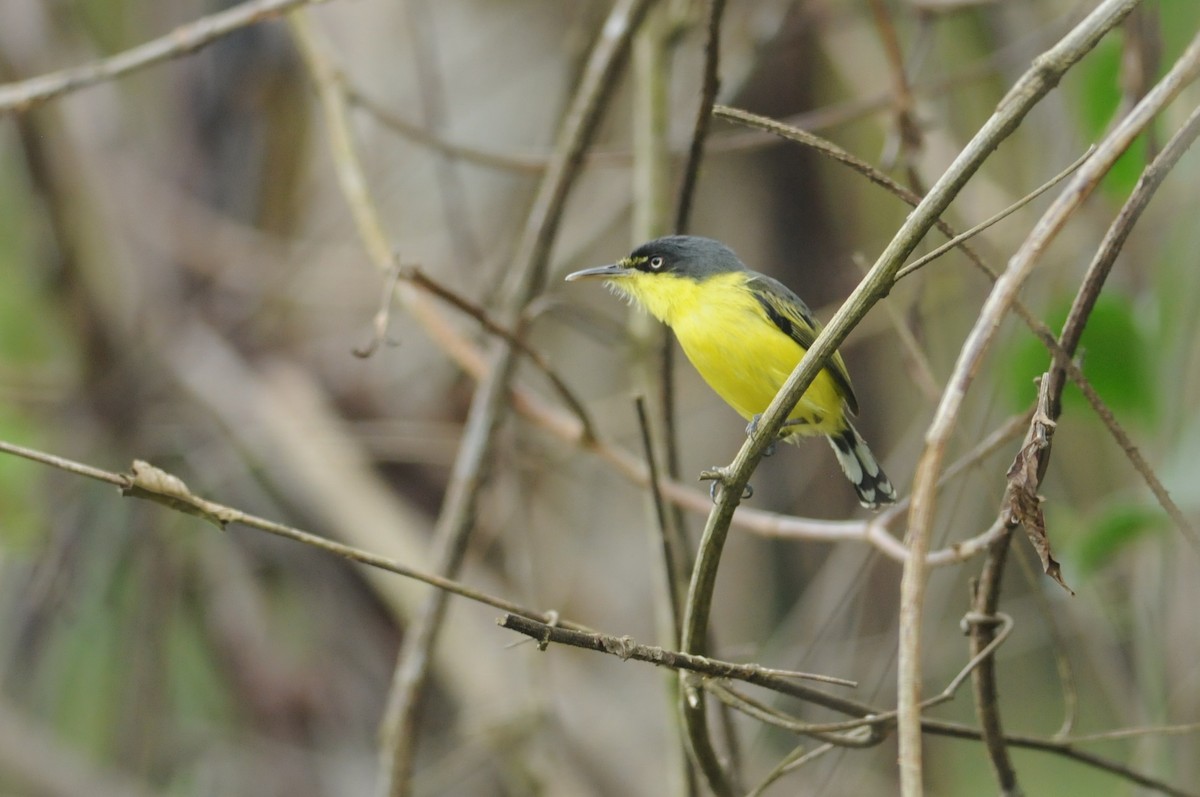 Common Tody-Flycatcher - ML649114749