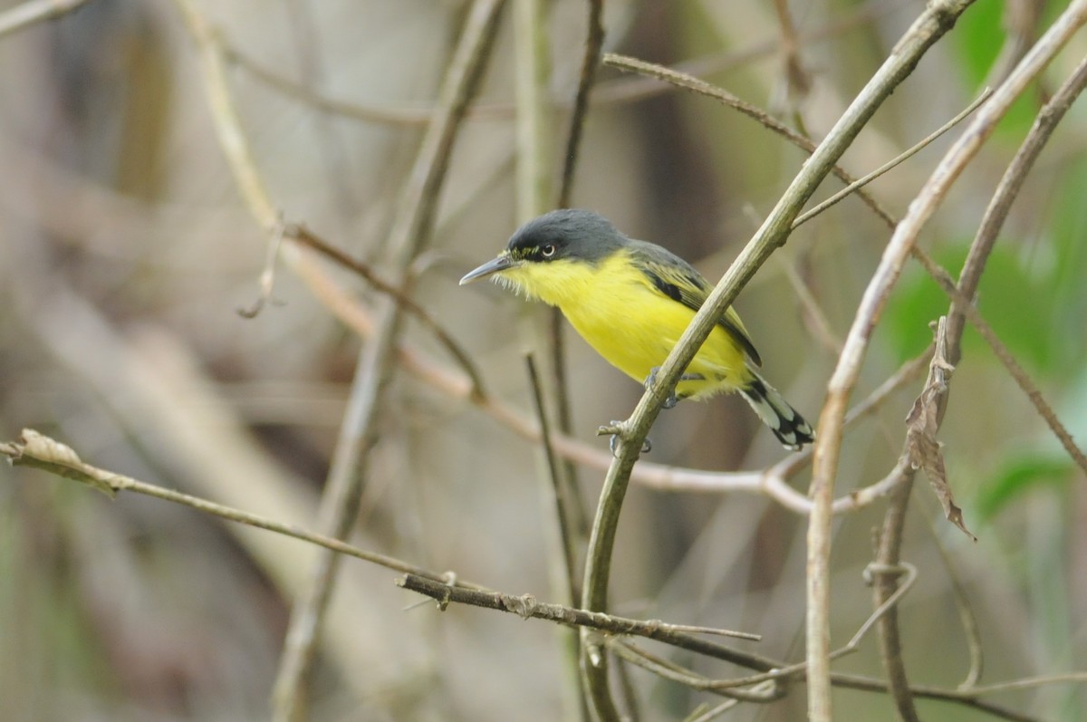 Common Tody-Flycatcher - ML649114750