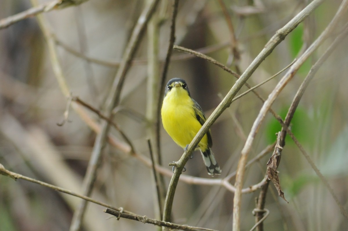 Common Tody-Flycatcher - ML649114751