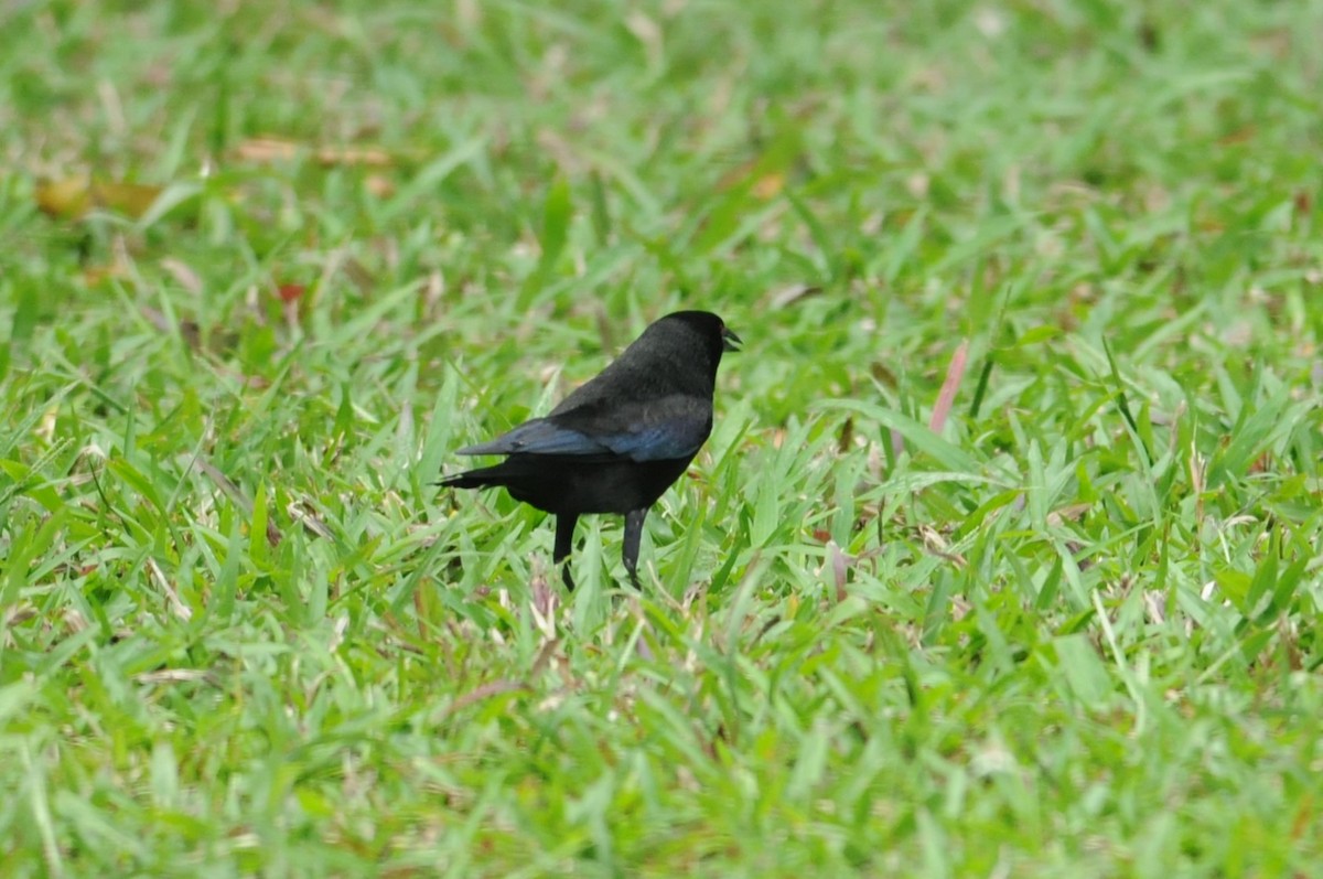 Bronzed Cowbird - ML649114755